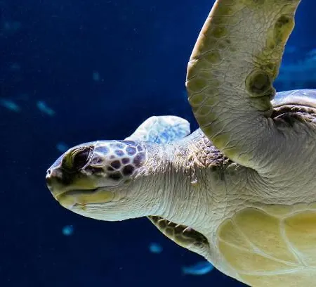 Apartment Des Pipots *